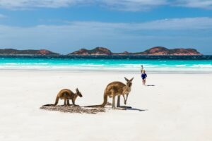 Voir des Kangourous en Australie