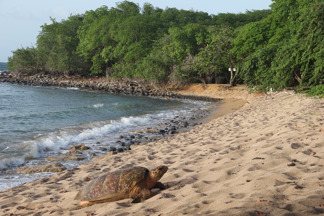 Plage haute terre Guadeloupe